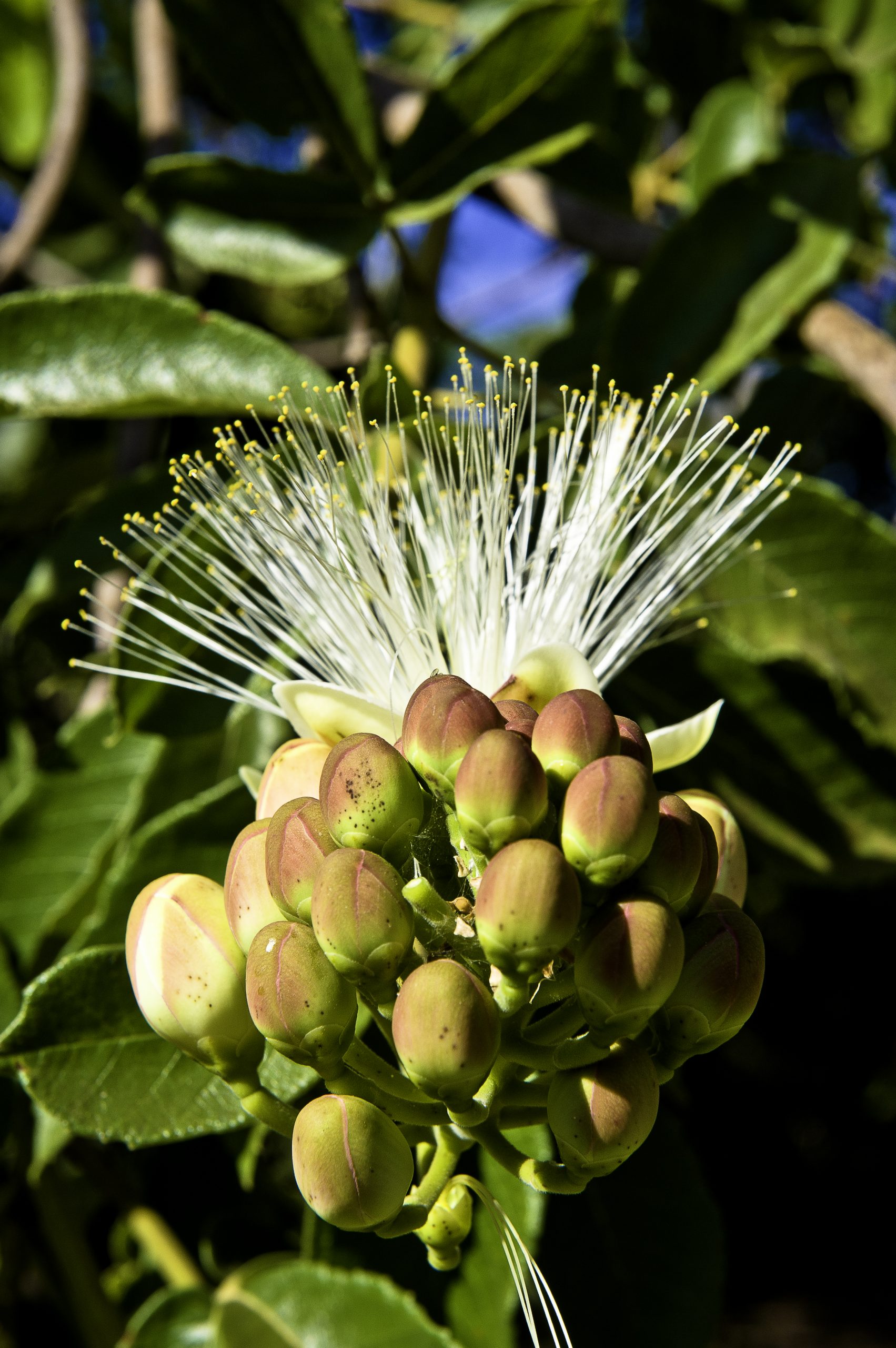 CEPF Cerrado recebe 145 propostas de projeto para atuação no bioma
