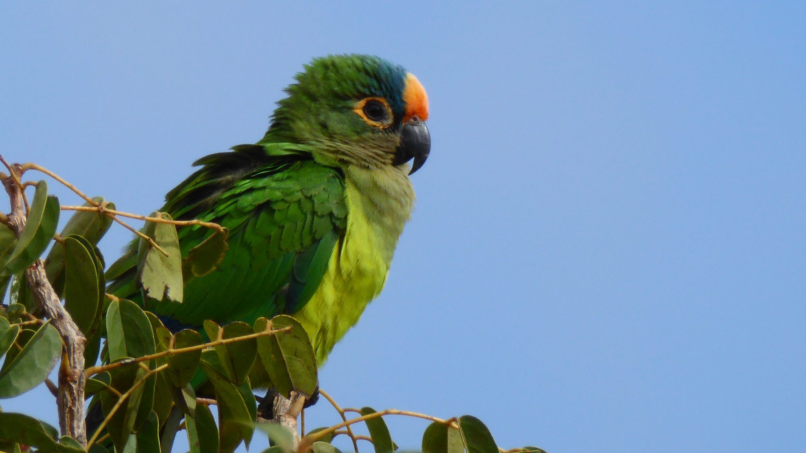 Chamada para Propostas: Atualização do Perfil do Ecossistema do Hotspot de Biodiversidade do Cerrado