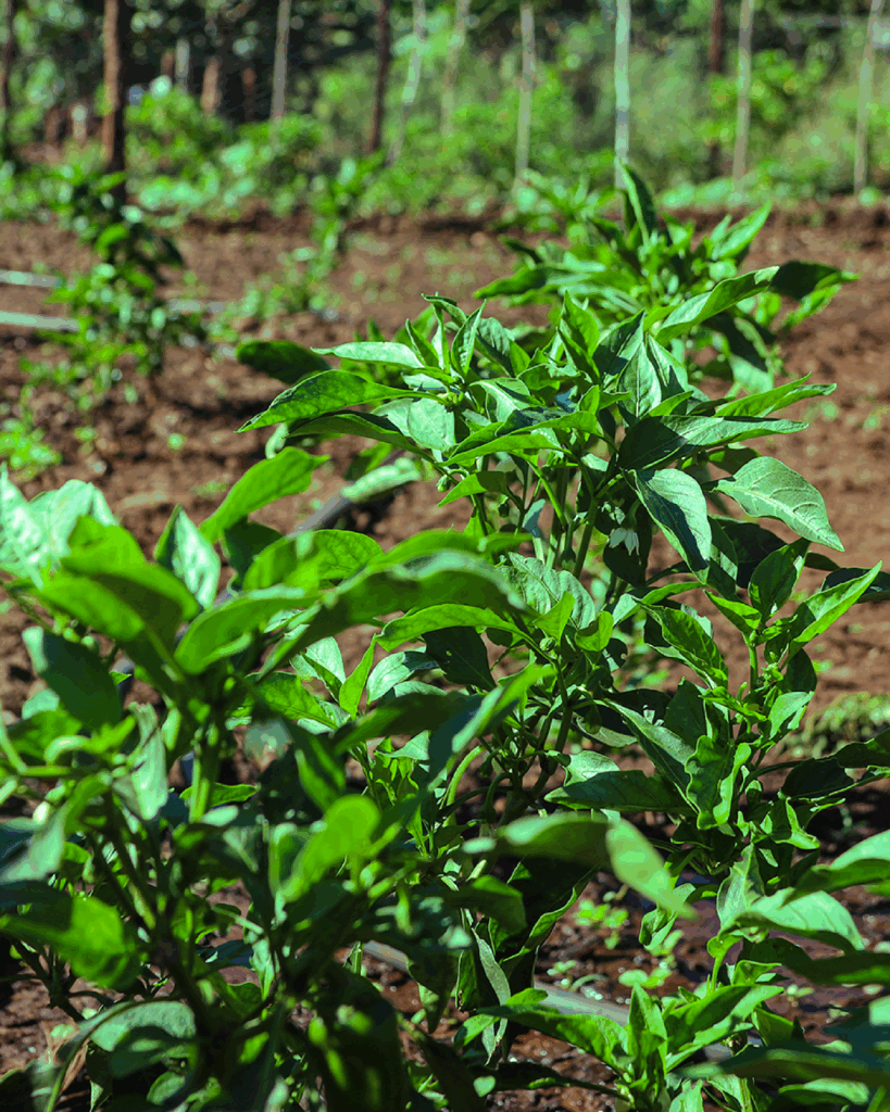 Plantação de plantas com folhas verdes e viçosas, organizadas em fileiras sobre solo marrom.
